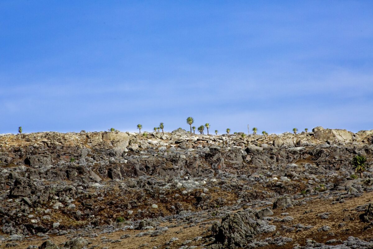 The Bale Mountains National Park