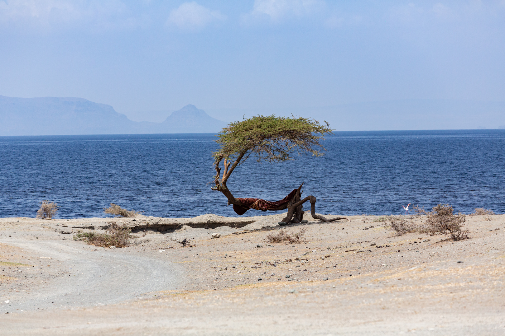 Bent tree near a lake in Ethiopia